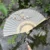 fan-Michelia champac