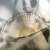 fan-wisteria